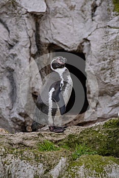 Close up portrait of Humboldt penguin Spheniscus humboldti Wildlife photo