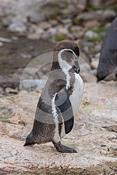 Close up portrait of Humboldt penguin Spheniscus humboldti Wildlife photo