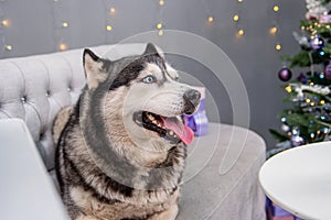 Close-up portrait of a husky dog with a Christmas tree bokeh background