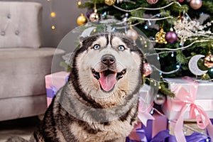 Close-up portrait of a husky dog with a Christmas tree bokeh background
