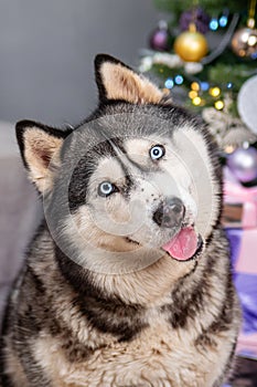 Close-up portrait of a husky dog with a Christmas tree bokeh background