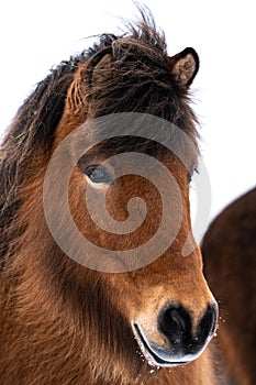 Close up portrait of an Icelandic Horse