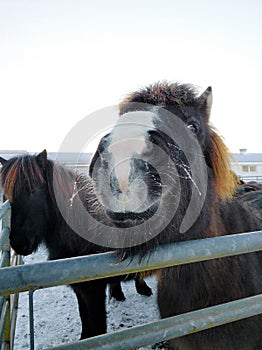Close-up portrait of an Icelandic horse in a wooden paddock on a farm in winter