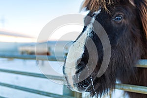 Close-up portrait of an Icelandic horse in a wooden paddock on a farm in winter