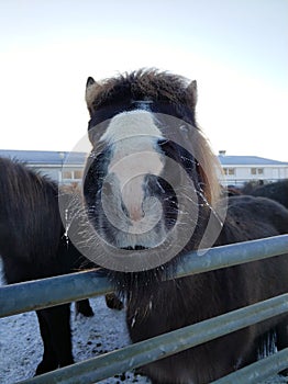 Close-up portrait of an Icelandic horse in a wooden paddock on a farm in winter