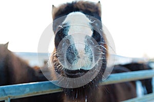 Close-up portrait of an Icelandic horse in a wooden paddock on a farm in winter