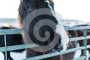 Close-up portrait of an Icelandic horse in a wooden paddock on a farm in winter