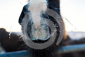 Close-up portrait of an Icelandic horse in a wooden paddock on a farm in winter