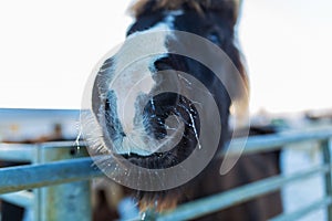 Close-up portrait of an Icelandic horse in a wooden paddock on a farm in winter