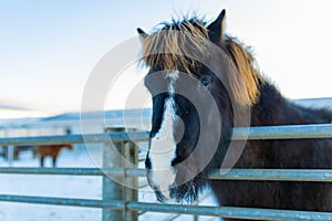 Close-up portrait of an Icelandic horse in a wooden paddock on a farm in winter