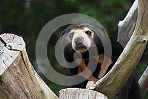 Close up portrait image of a Sun Bear