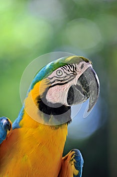 Blue-and-yellow Macaw