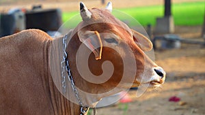 Close up portrait of a Indian brown rumiant cow head face chewing and ruminating. Domestic animals concept