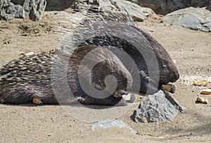 Close up portrait of Indian Crested Porcupine, Hystrix indica couple eating vegetables and bread, outdoor sand and rock