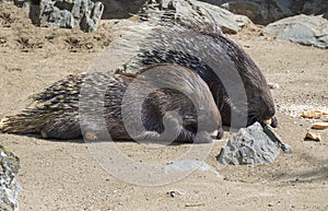 Close up portrait of Indian Crested Porcupine, Hystrix indica couple eating vegetables and bread, outdoor sand and rock