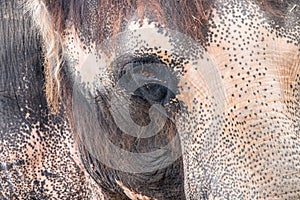 Close-up portrait of Indian elephant