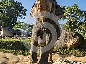 Close up portrait of Indian elephant with a trunk stretched to camera.