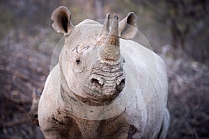 A close up portrait of an inquisitive black rhino