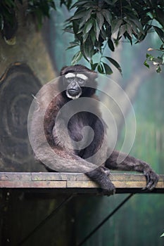 Close-up Portrait of Monkey