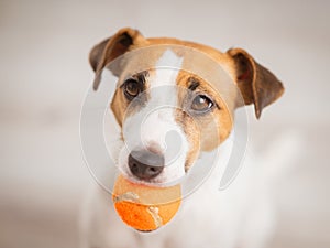 Close-up portrait of a Jack Russell Terrier dog holding a small orange ball.