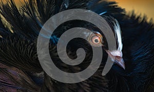 Close-up portrait of a Jacobin pigeon