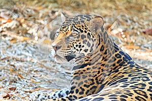 Close up portrait of Jaguar (Panthera onca)