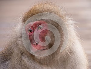 Close up portrait of a Japanese Macaque monkey