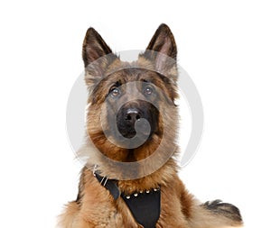 Close up Portrait of a junior Fluffy German Shepherd Dog Looking to the Camera. Two Years Old Pet.