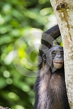 The close-up portrait of juvenile Bonobo Pan paniscus on the tree in natural habitat. Green natural background.