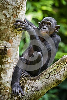 The close-up portrait of juvenile Bonobo Pan paniscus on the tree in natural habitat. Green natural background.