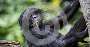 The close-up portrait of juvenile Bonobo Pan paniscus photo