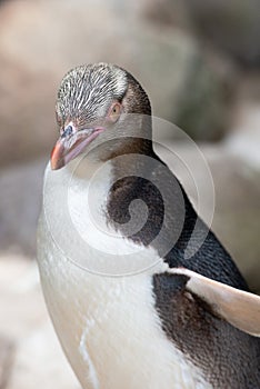 Close up portrait of juvenile yellow eyed penguin