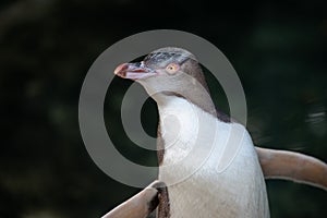 Close up portrait of juvenile yellow eyed penguin