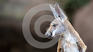 Close-up portrait of a kangaroo in profile