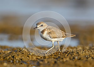 Close up portrait of Kentish plover