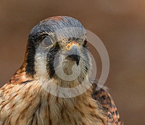 Close-up Portrait of Kestral Looking Right, St Petersburg, Florida