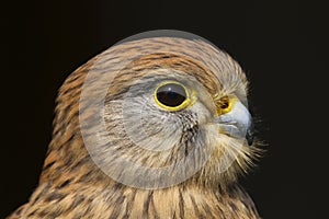 Kestrel falco tinnunculus bird of prey