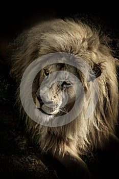 Close up portrait of King Lion