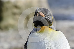 Close up portrait of king& x27;s penguin looking in camera