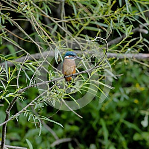 Close-up portrait of Kingfisher lurking on a twig, against a background of a green bushes.