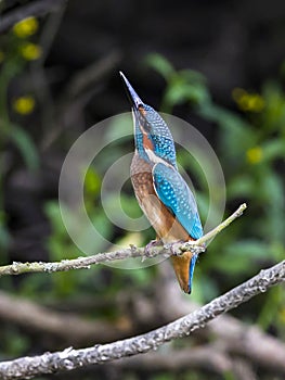 Close-up portrait of kingfisher lurking on a twig, against a background of a green bushes