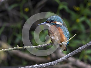 Close-up portrait of kingfisher lurking on a twig, against a background of a green bushes