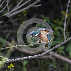Close-up portrait of kingfisher lurking on a twig, against a background of a green bushes