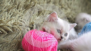 Close-up portrait of kitten with balls of threads