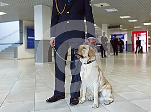 Close up portrait of a Labrador dog for detecting drugs at the airport standing near the customs guard.