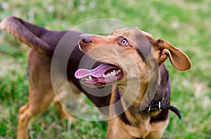 Close-up portrait of a large brown dog with protruding tongue