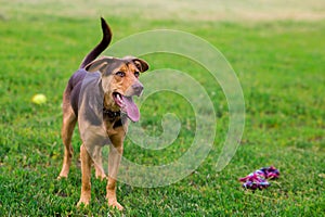 Close-up portrait of a large brown dog with protruding tongue