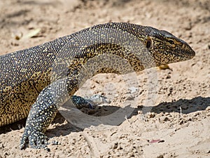 Close-up portrait of a large colorful monitor lizard taken in the Caprivi Strip of Namibia, Southern Africa photo