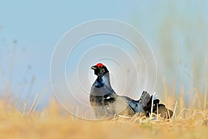 Close up Portrait of a lekking black grouse (Tetrao tetrix) Sunrise .