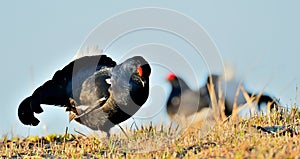 Close up Portrait of a lekking black grouse (Tetrao tetrix) Sunrise .